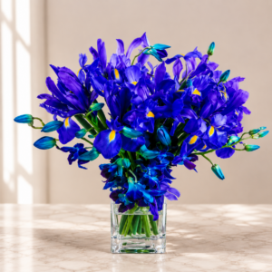 Royal Iris