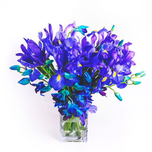 Royal Iris