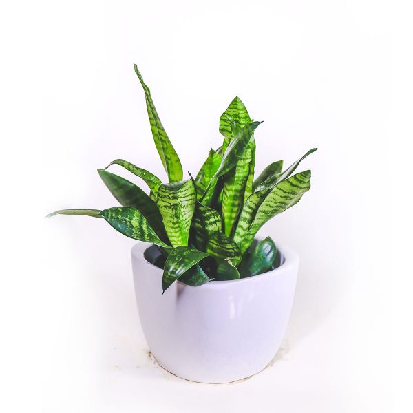 Mother in Law Tongue Plant