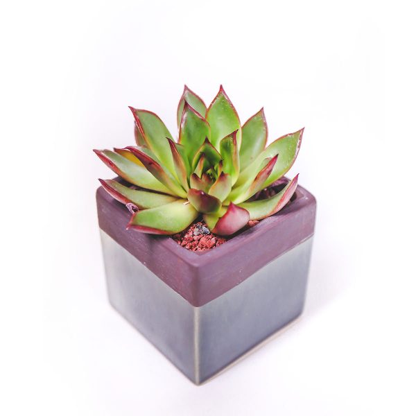 Echeveria Succulent