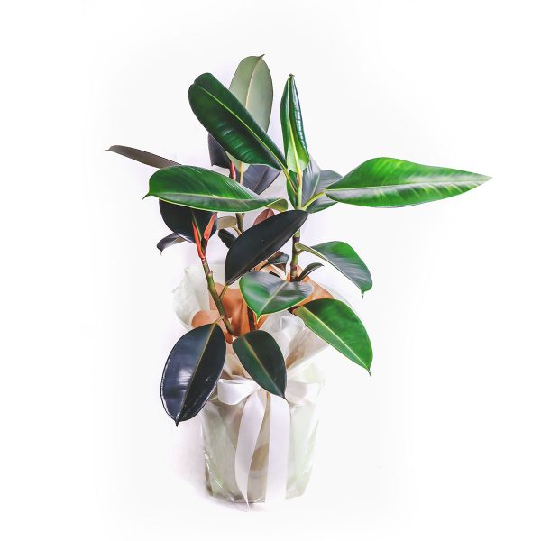 Rubber Plant