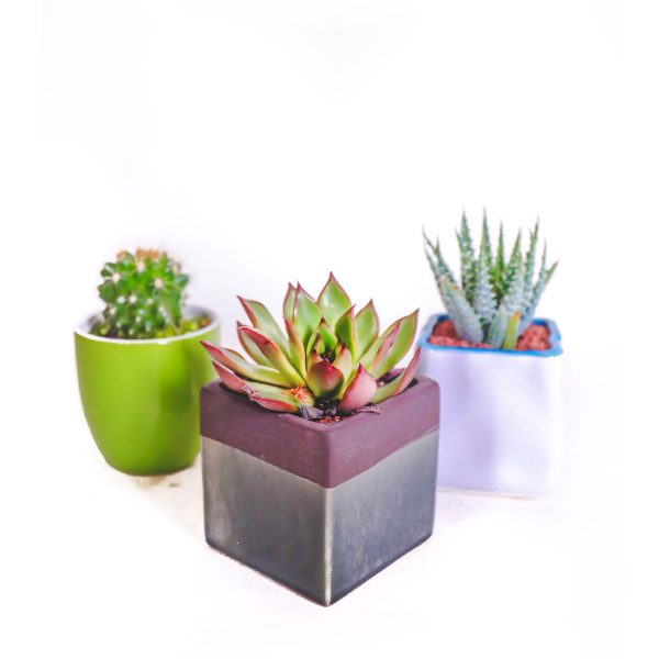 Succulent