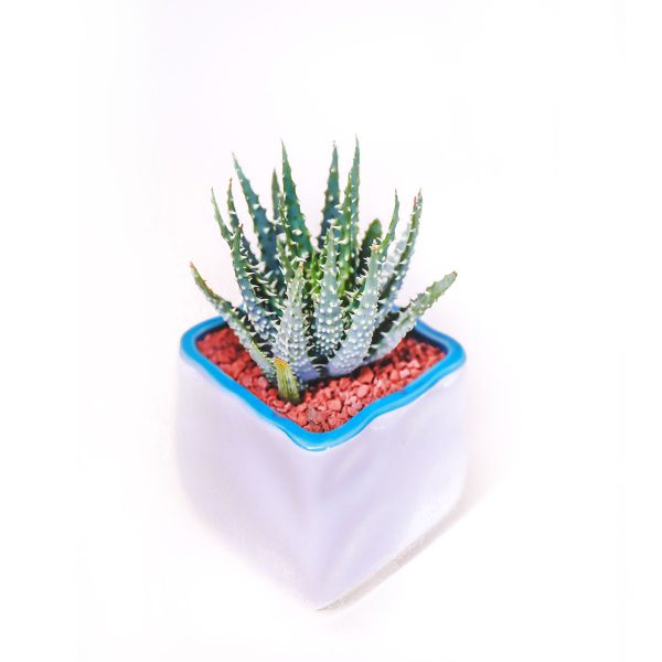 Aloe Humilis